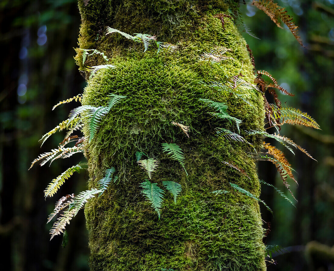 Farn und Moos am Stamm eines großen Blattahorns im feuchten Westen Washingtons,USA,Washington,Vereinigte Staaten von Amerika