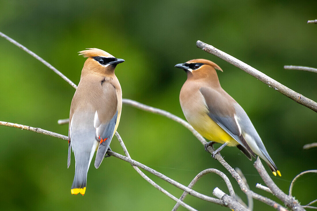 Close-up portrait of a pair of beautiful Bohemian waxwings (Bombycilla garrulus) perched on twigs,Olympia,Washington,United States of America