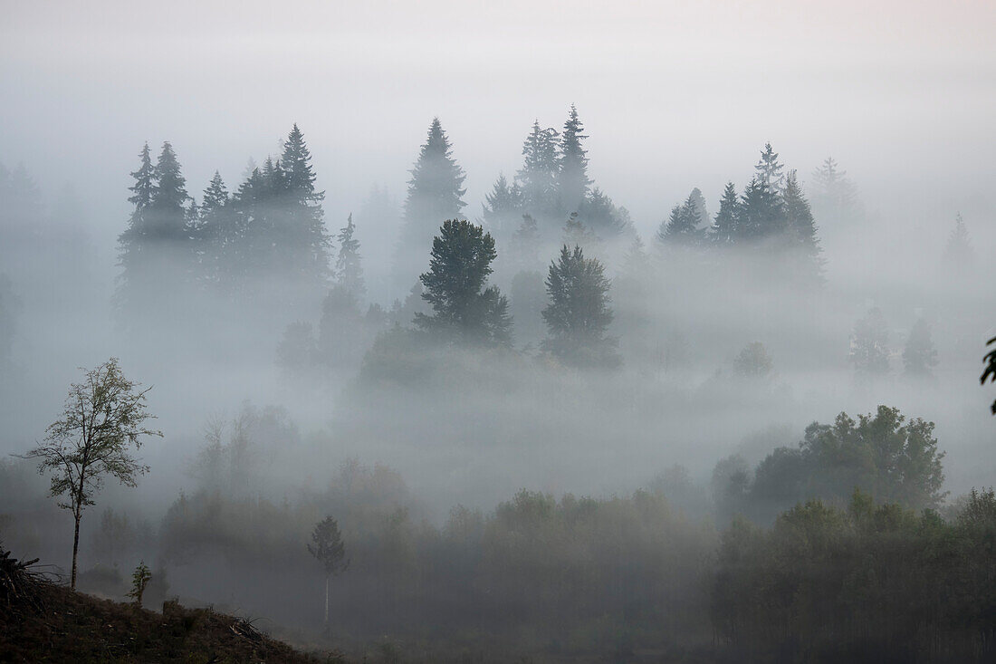 Morgennebel umhüllt immergrüne Bäume,Washington,Vereinigte Staaten von Amerika