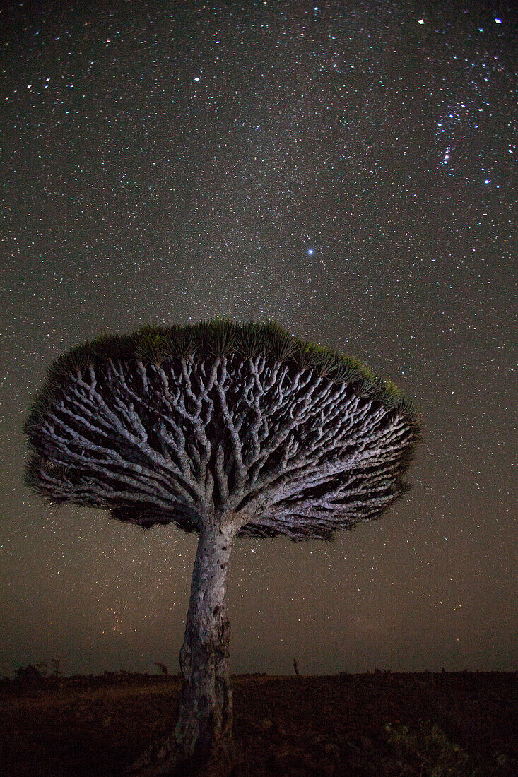 Milchstraße leuchtet über einem Drachenblutbaum (Dracaena cinnabari), Socotra Island, Jemen