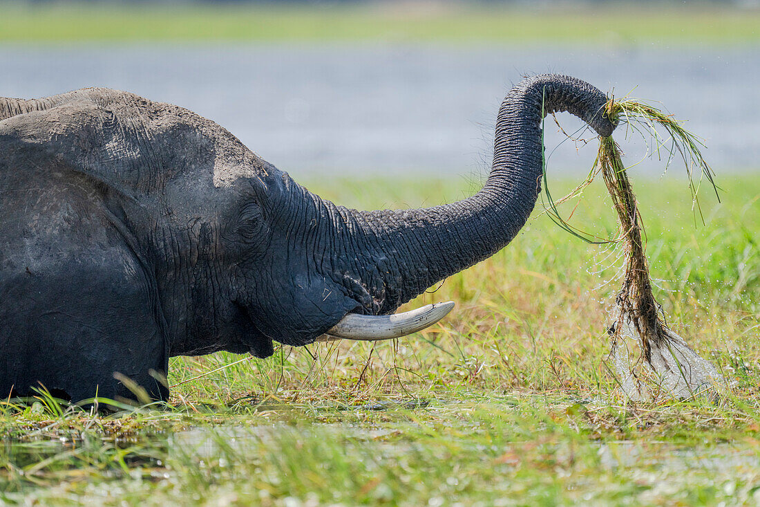 Porträt eines afrikanischen Buschelefanten (Loxodonta africana) beim Heben von Flussgras im Chobe-Nationalpark, Chobe, Nordwesten, Botswana