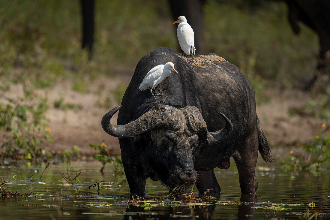 Porträt eines Kaffernbüffels (Syncerus caffer), der aus dem Fluss trinkt und zwei Kuhreiher (Bubulcus ibis) auf dem Rücken trägt, im Chobe-Nationalpark, Chobe, Botsuana