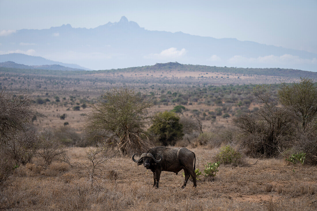 Portrait of a Cape Buffalo (Syncerus caffer) standing on the plain with Mount Kenya silhouetted in the background,Laikipia,Kenya