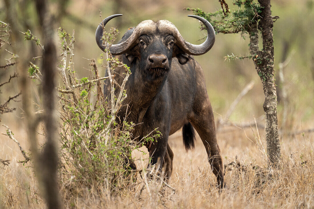 Porträt eines Kaffernbüffels (Syncerus caffer), der im Gebüsch auf der Ebene steht und in die Kamera schaut, Laikipia, Kenia