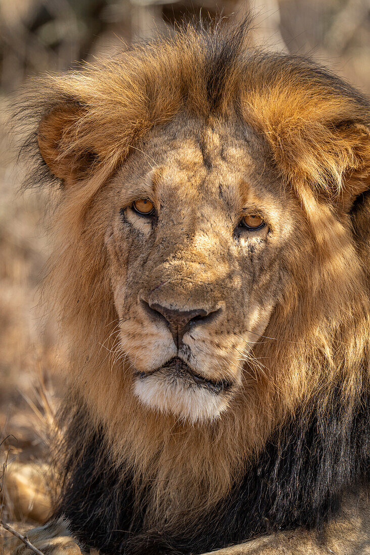 Nahaufnahme eines männlichen Löwen (Panthera leo), liegend, zur Kamera gewandt, Laikipia, Kenia