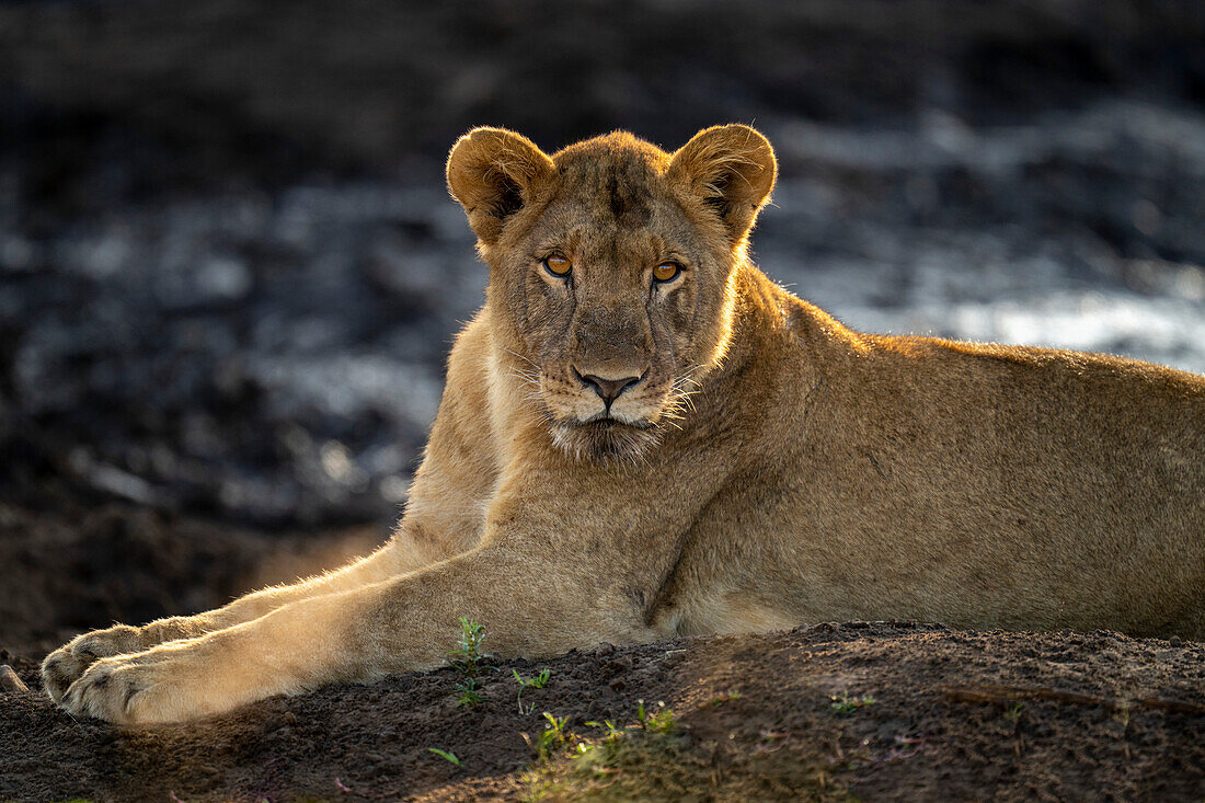 Nahaufnahme eines jungen Löwen (Panthera leo), der im Chobe-Nationalpark liegt und die Kamera beobachtet,Chobe,Botswana
