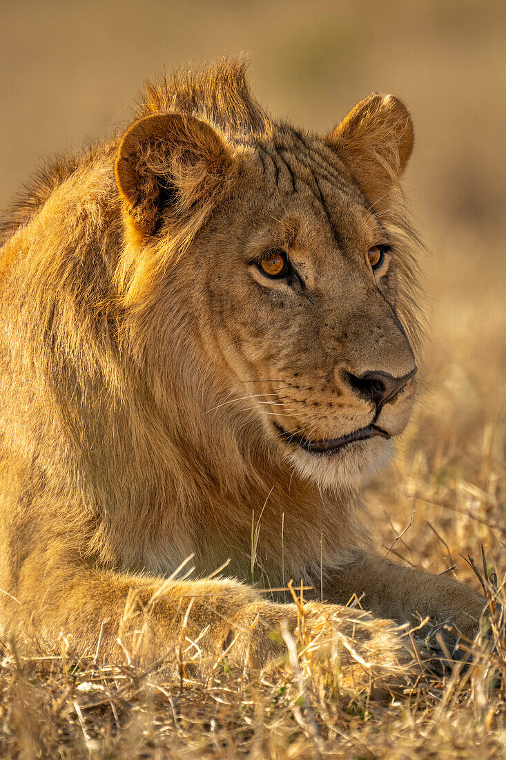 Close-up portrait of a young,male lion (Panthera leo) lying down on the svannah in Chobe National Park,Chobe,Botswana