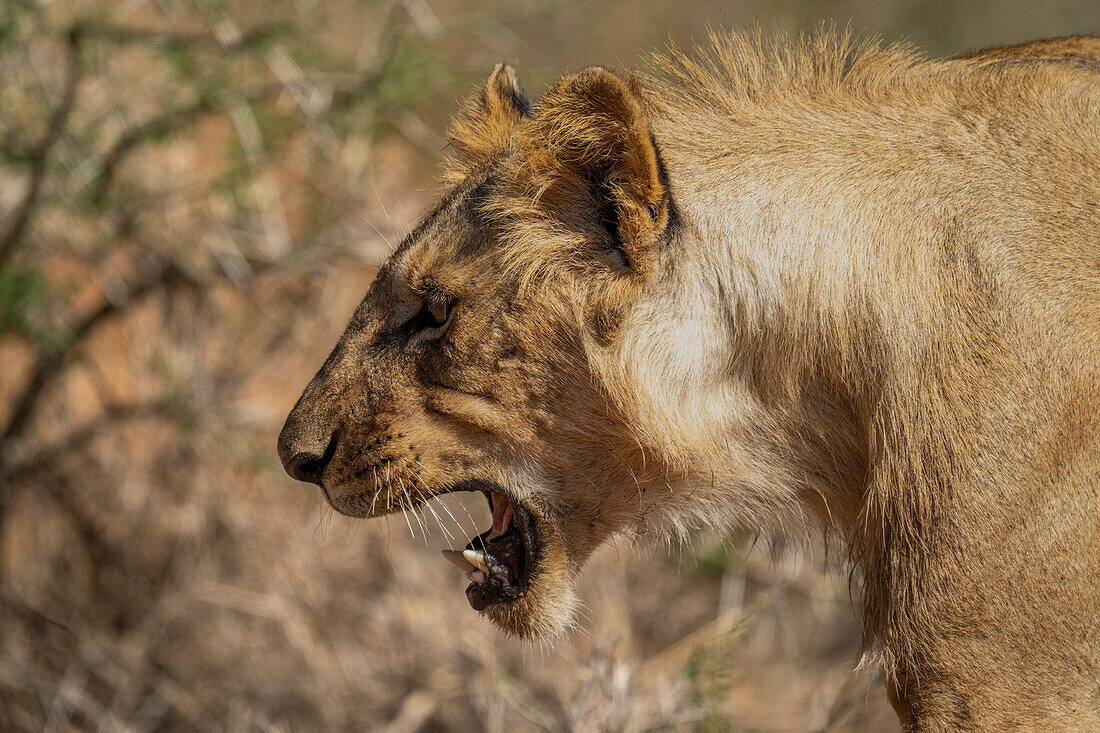 Nahaufnahme eines jungen, männlichen Löwen (Panthera leo), der mit offenem Maul knurrt,Laikipia,Kenia