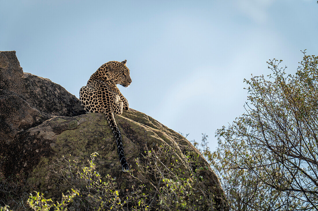Blick von hinten auf einen Leoparden (Panthera pardus), der auf sonnenbeschienenen Felsen liegt und vom felsigen Abhang gegen den blauen Himmel hinunterblickt,Laikipia,Kenia