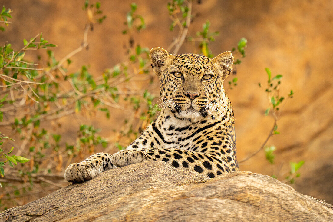 Leopard (Panthera pardus) lies on rock with branches behind,Kenya