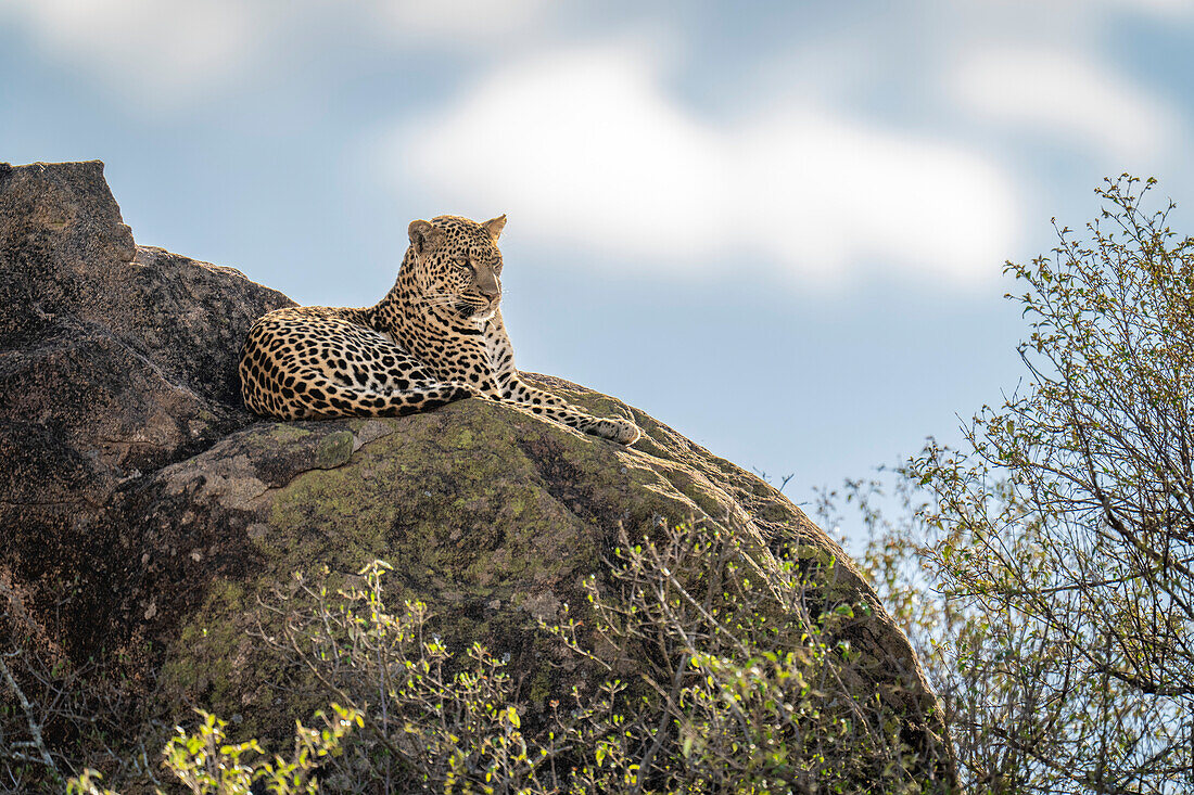 Leopard (Panthera pardus) lies on rocky outcrop by trees,Kenya