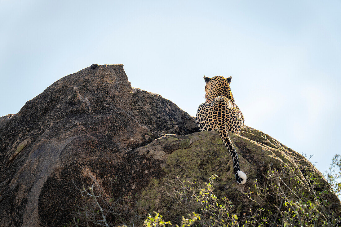 Leopard (Panthera pardus) lies on sunlit boulder facing away,Kenya