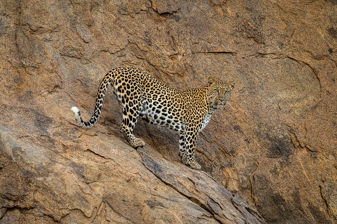 Leopard (Panthera pardus) stands on steep rock watching camera,Kenya