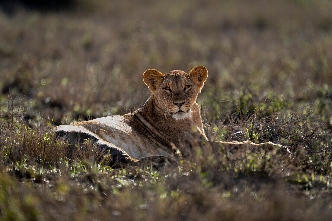 Porträt einer Löwin (Panthera leo) im Gegenlicht, im Gras liegend, in die Kamera blickend, Laikipia, Kenia