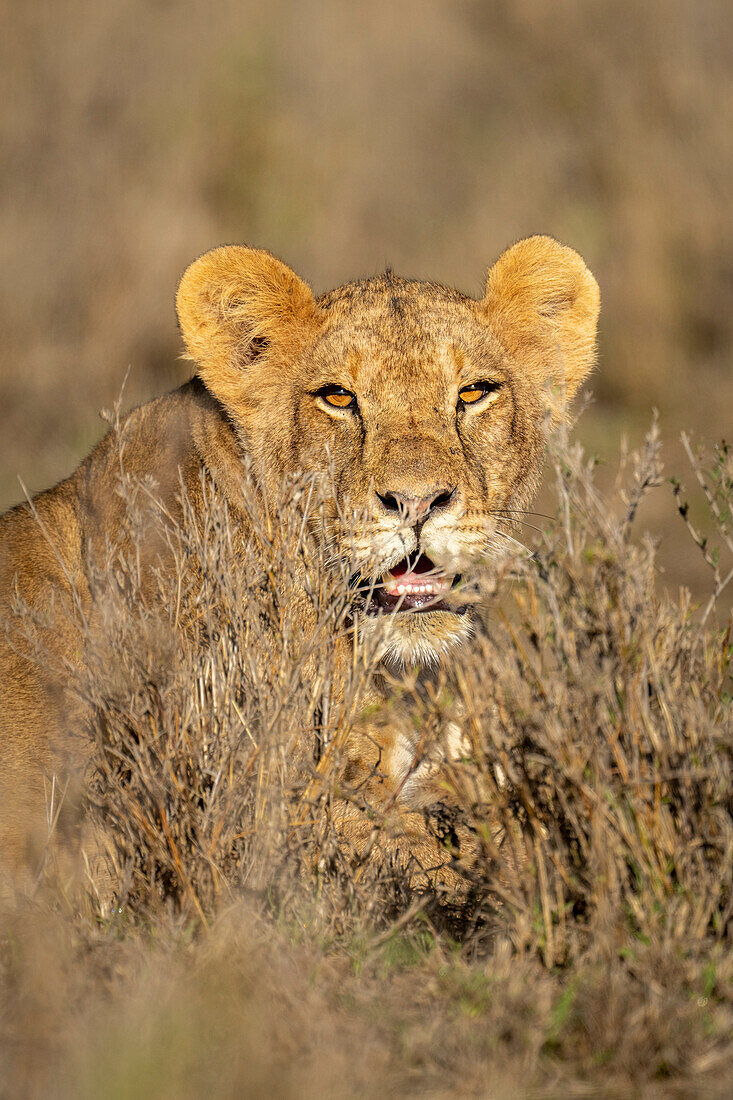 Nahaufnahme einer Löwin (Panthera leo) im Gras liegend, im Sonnenschein über Sträucher schauend, in die Kamera starrend,Laikipia,Kenia