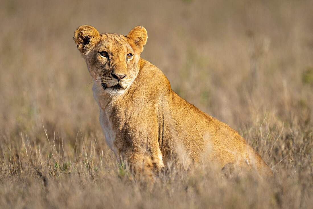 Close-up of a young lion (Panthera leo) sitting in the grass,turning head,Laikipia,Kenya