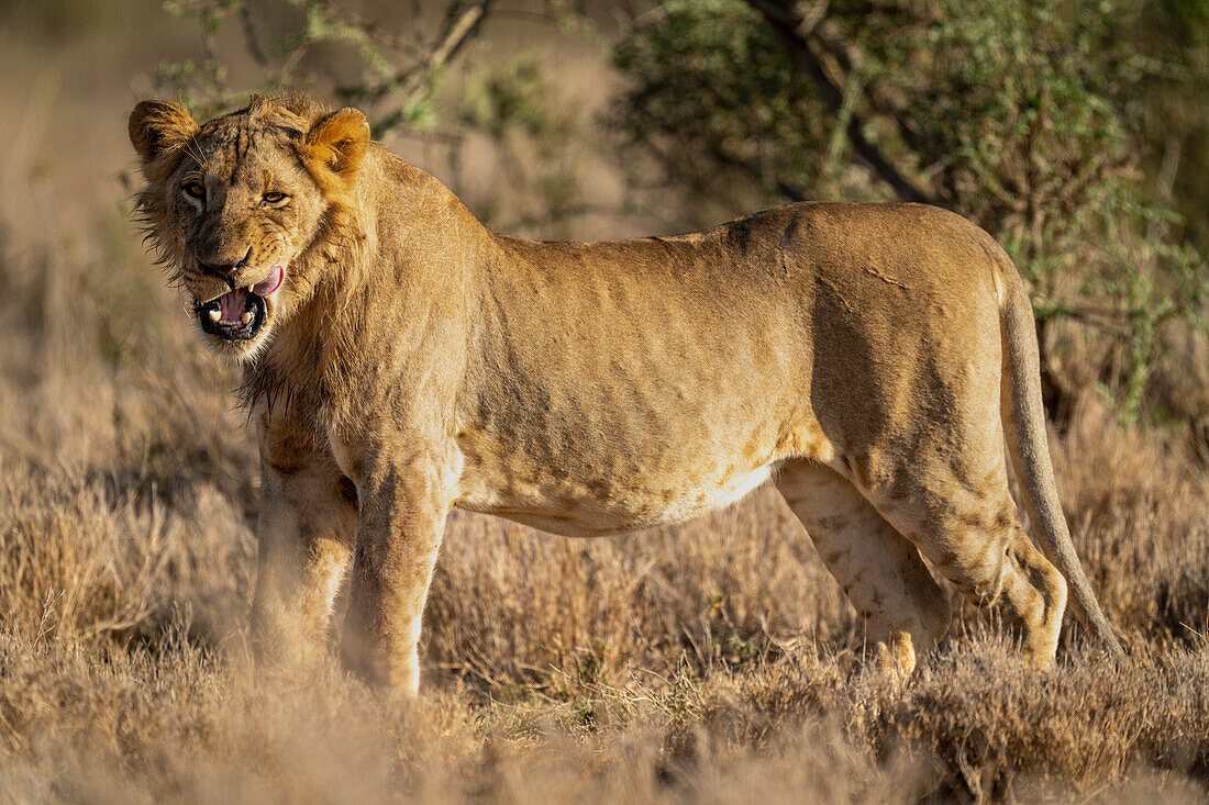 Porträt eines jungen, männlichen Löwen (Panthera leo), der in der Savanne steht, in die Kamera schaut und sich die Lippen leckt, Laikipia, Kenia