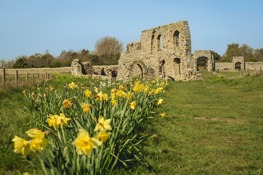 Greyfriars Medieval Friary,with yellow daffodils blossoming in the foreground,Dunwich,Suffolk,England