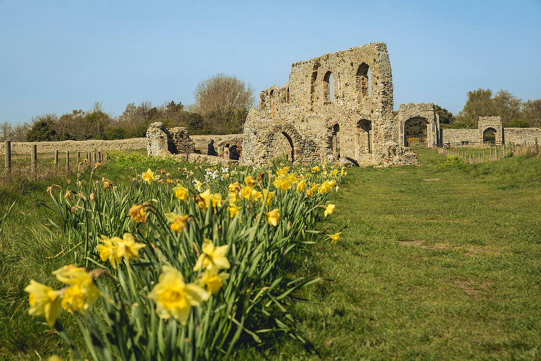 Mittelalterliches Kloster Greyfriars mit blühenden gelben Narzissen im Vordergrund,Dunwich,Suffolk,England