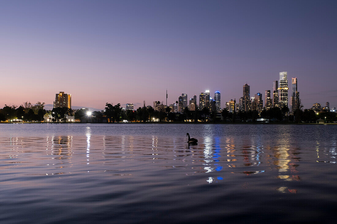 Melbourne skyline with Albert Park Lake in foreground and a lone swan swimming at twilight,Melbourne,Victoria,Australia