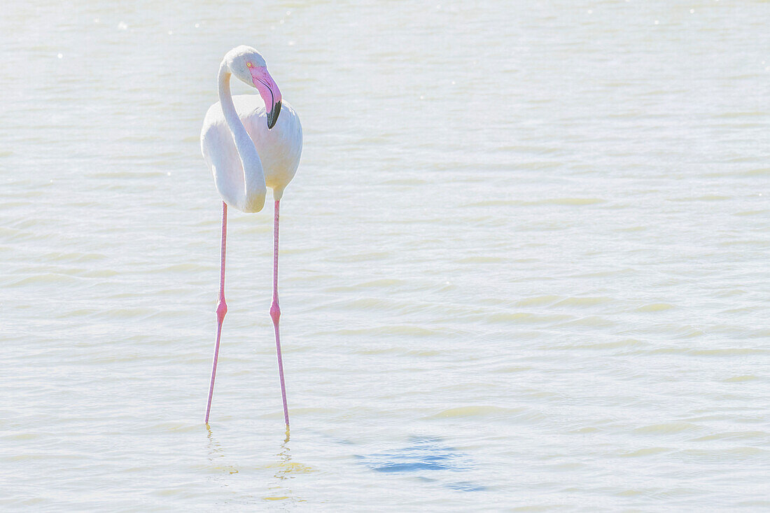 Flamingo, der im flachen Wasser watet, bearbeitet mit High-Key-Licht, Sainte Marie de la Mer, Frankreich