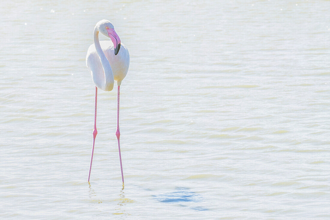 Flamingo wading in shallow water,processed in high key lighting,Sainte Marie de la Mer,France