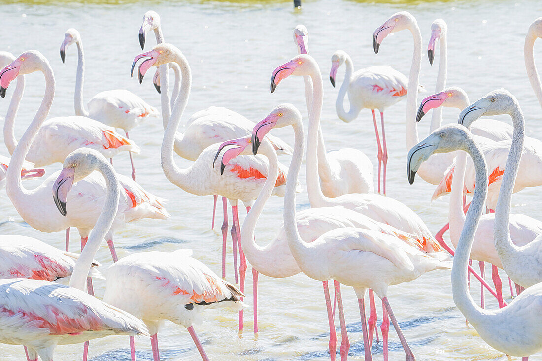 Flamingos watend im flachen Wasser, bearbeitet mit High-Key-Licht, Sainte Marie de la Mer, Frankreich