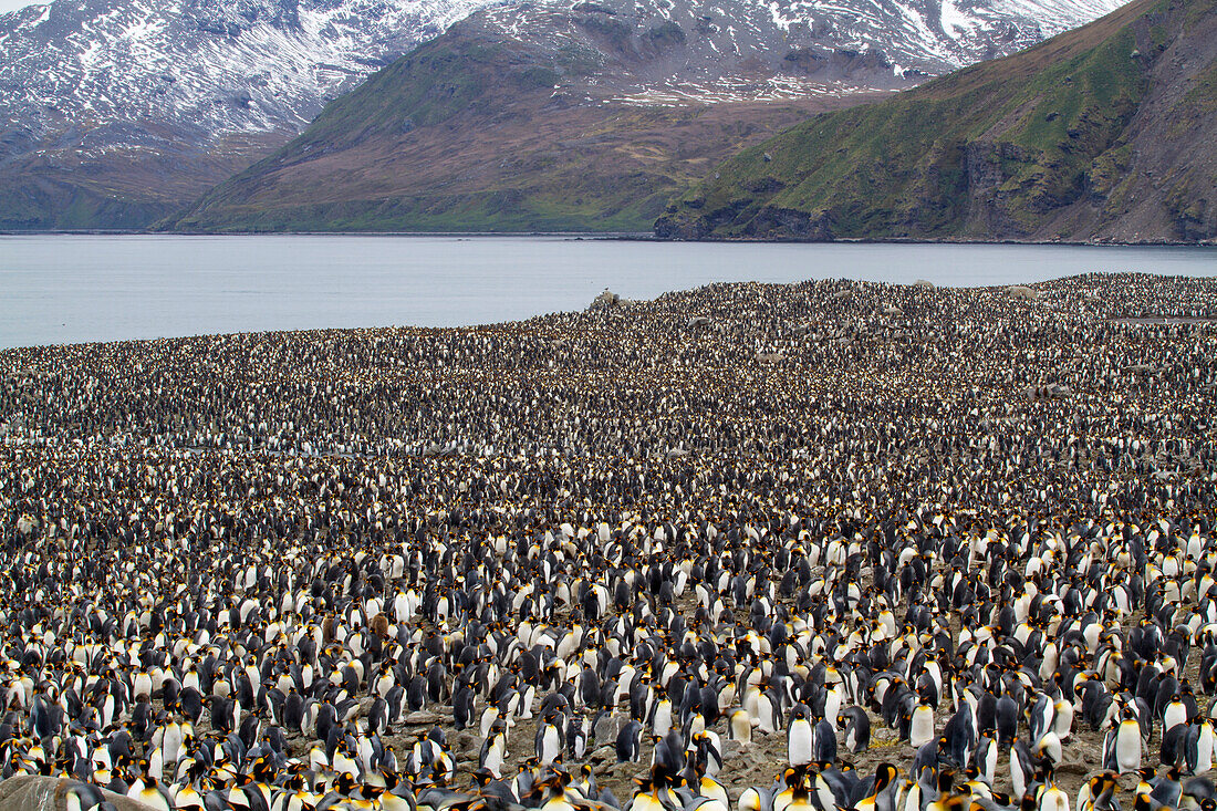 King penguins (Aptenodytes patagonicus) at St. Andrews Bay on South Georgia Island,South Georgia Island