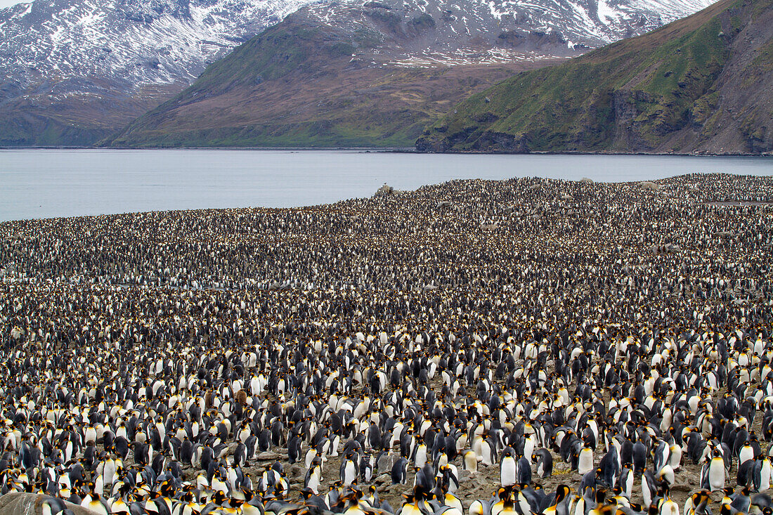 Königspinguine (Aptenodytes patagonicus) in der St. Andrews Bay auf der Südgeorgien-Insel,Südgeorgien-Insel