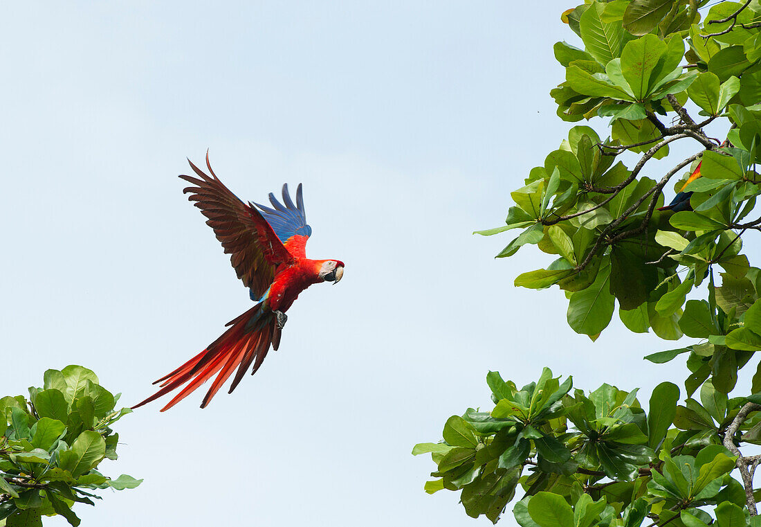 Scharlachroter Ara (Ara macao) fliegt auf Baumzweige über Playa Caletas, Osa-Halbinsel, Costa Rica