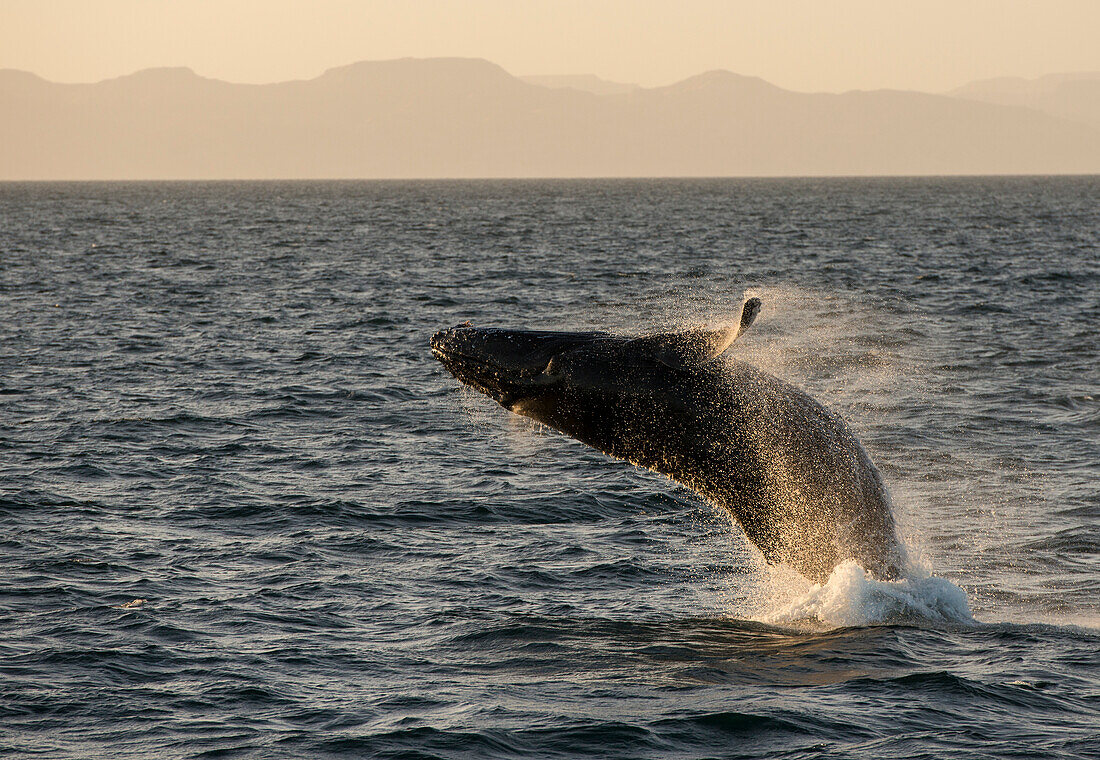 Breaching Humpback whale (Megaptera novaeangliae) in the Sea of Cortez,Baja California,Mexico