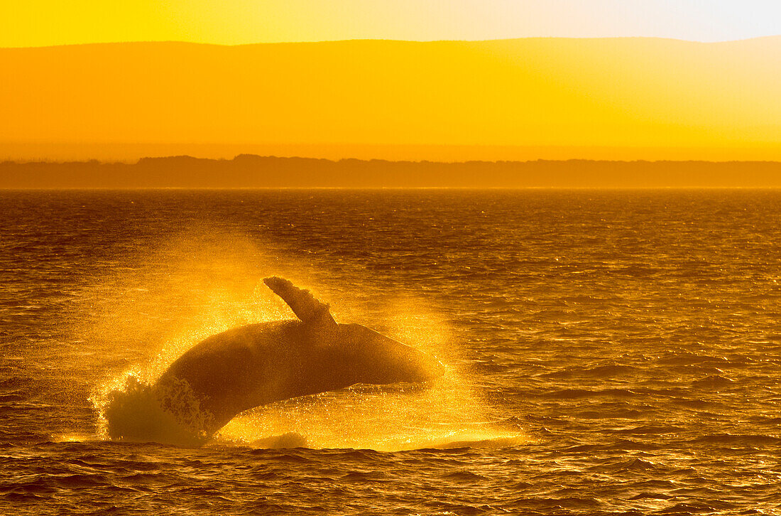 Breaching Humpback whale (Megaptera novaeangliae) in the Sea of Cortez at sunset,Baja California,Mexico