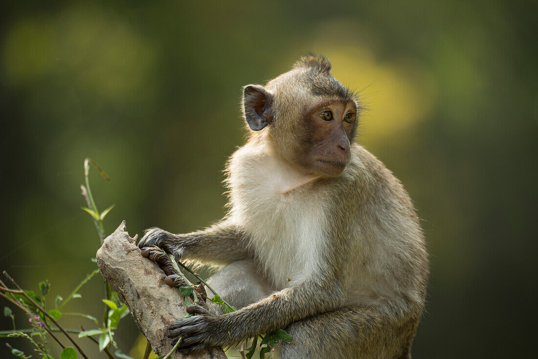 Portrait of a monkey sitting in a tree at Angkor Wat,Siem Reap,Cambodia