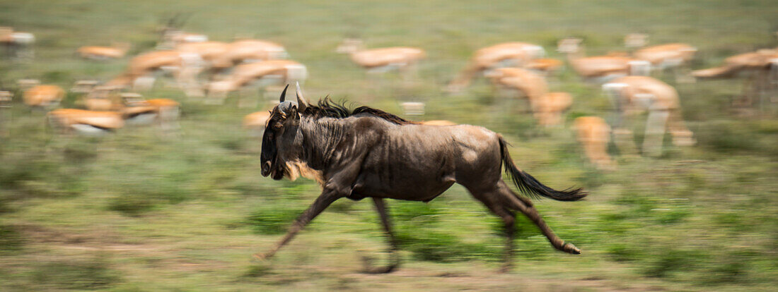 Gnus (Connochaetes-Arten) auf der Flucht im Serengeti-Nationalpark, mit grasenden Antilopen im Hintergrund, Tansania