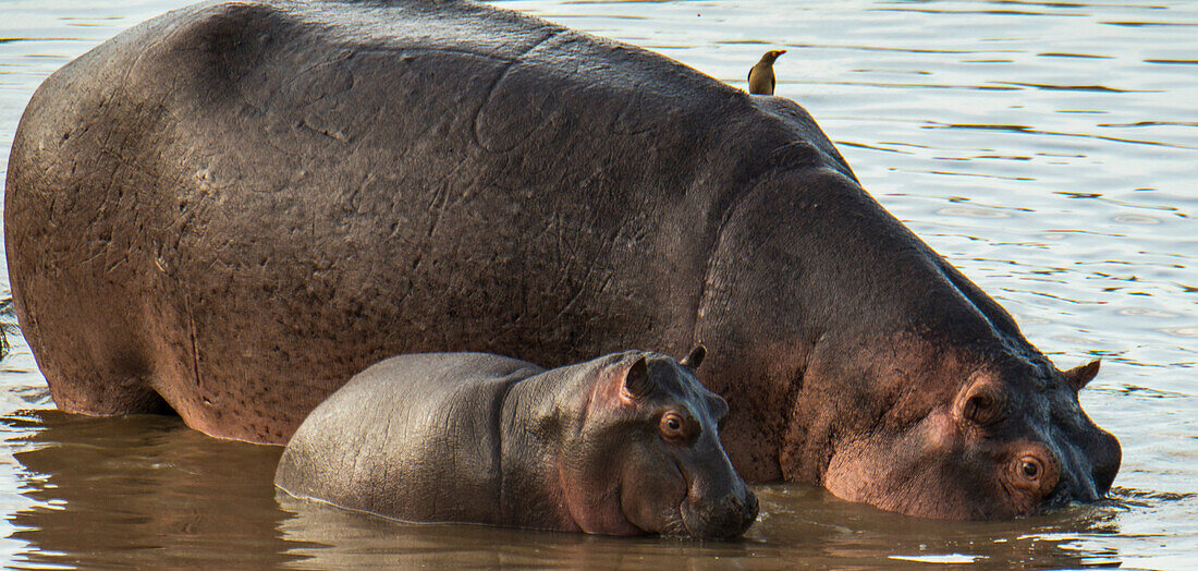 Flusspferd (Hippopotamus amphibius) und Baby im Serengeti-Nationalpark, Tansania, Tansania
