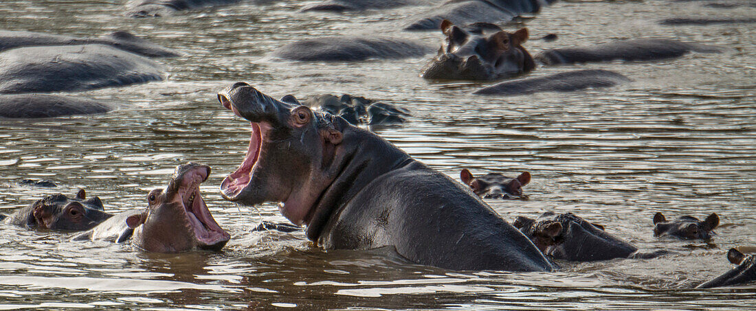 Ausgewachsenes Flusspferd (Hippopotamus amphibius) im Sparring mit einem Jungtier im Serengeti-Nationalpark, Tansania, Tansania