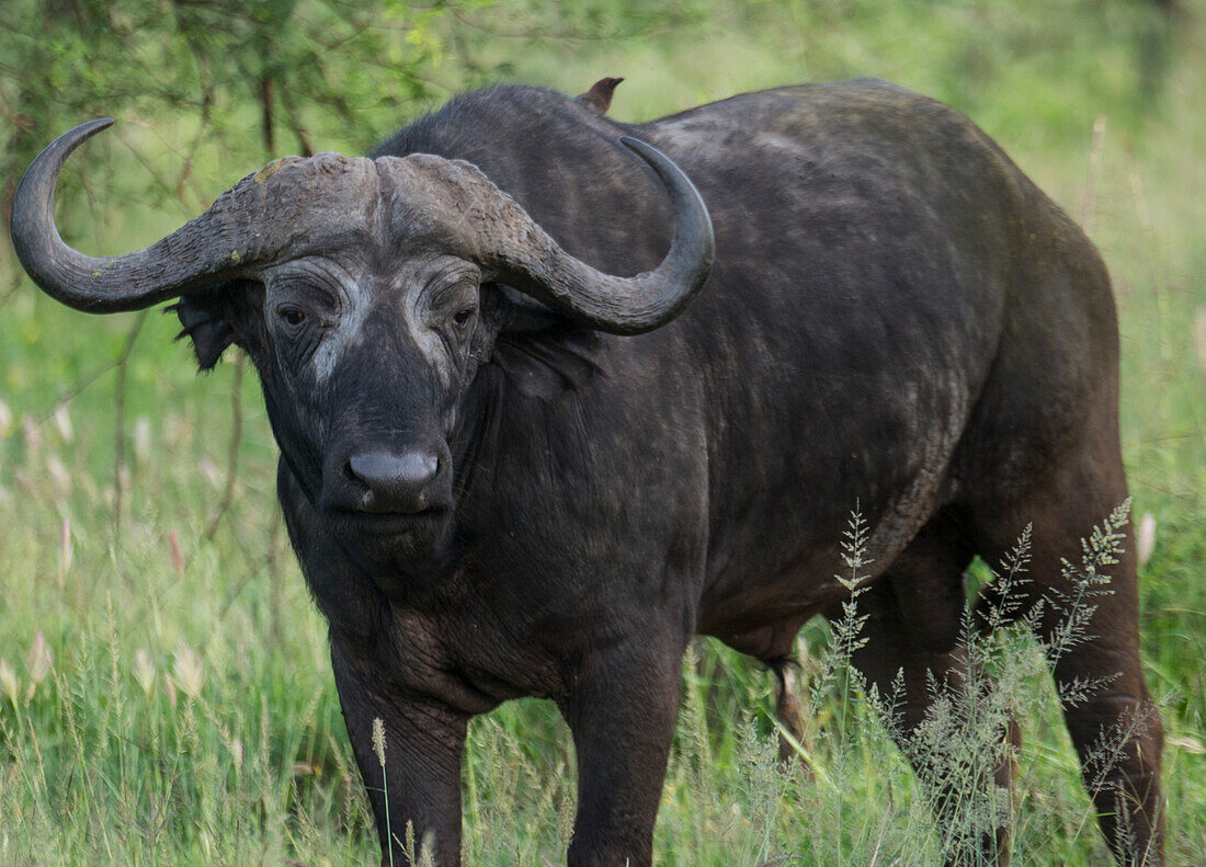 Afrikanischer Büffel (Syncerus caffer) mit einem Vogel auf dem Rücken, im Serengeti-Nationalpark, Tansania, Tansania