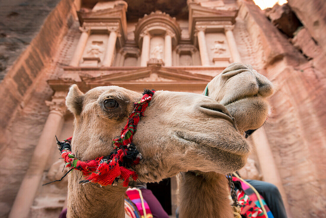 Kamele kuscheln vor der Schatzkammer, al Khazneh, in Petra, Petra, Jordanien
