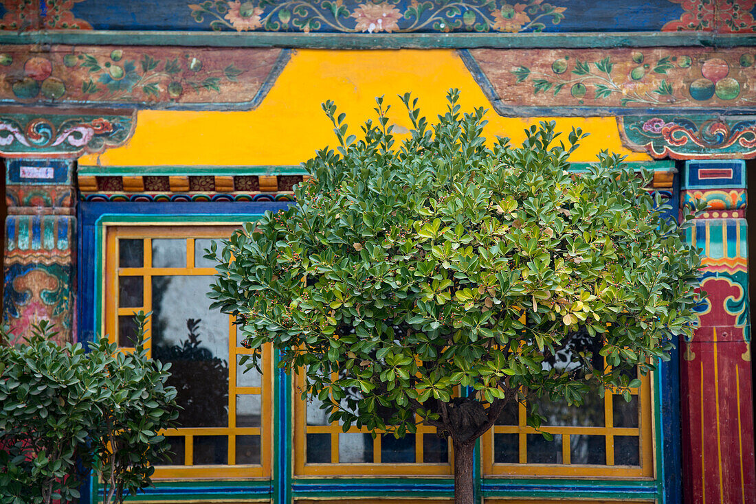 Ein Baum verdunkelt ein Fenster des Jokhang-Tempels, Lhasa, Lhasa, Tibet