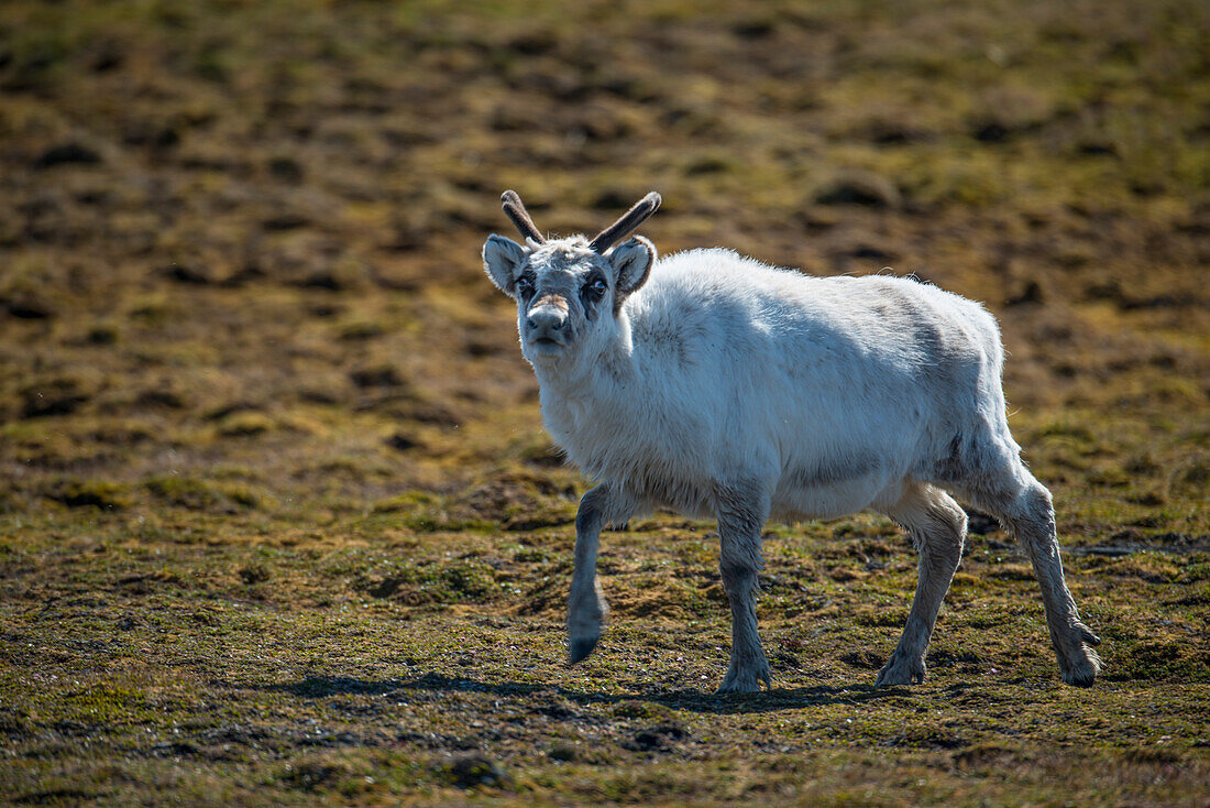 Rentier (Rangifer tarandus) auf der Tundra in Norwegen, Edgeoya, Spitzbergen, Norwegen