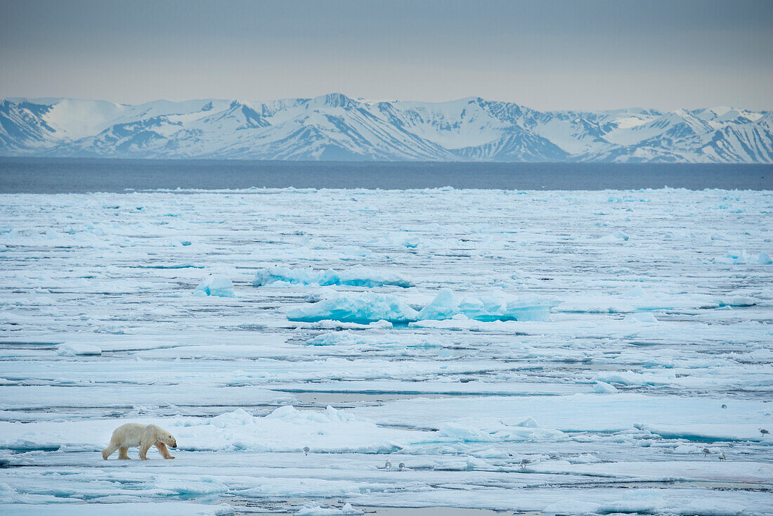 Einsamer Eisbär (Ursus maritimus) überquert das Packeis in der Hinlopenstraße, Spitzbergen, Norwegen