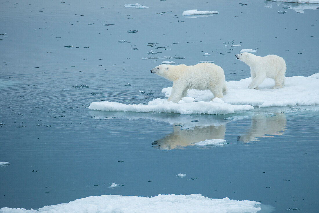 Eisbär (Ursus maritimus) und Jungtier stehen auf schmelzendem Packeis, Storfjord, Svalbard, Norwegen