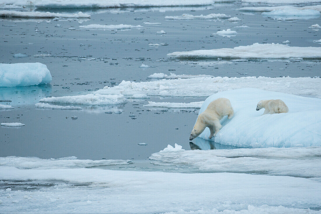Eisbär (Ursus maritimus) auf Packeis betrachtet das arktische Wasser, während sein Junges zuschaut, Storfjord, Svalbard, Norwegen