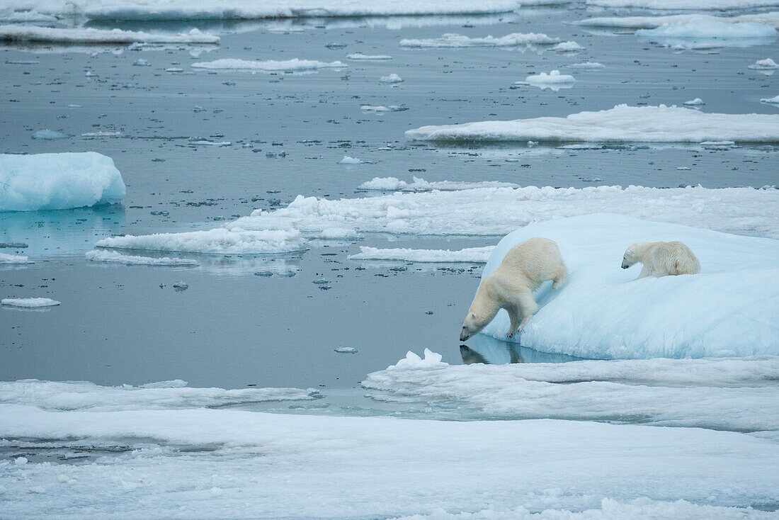 Polar bear (Ursus maritimus) on pack ice contemplates the arctic water while its cub looks on,Storfjord,Svalbard,Norway