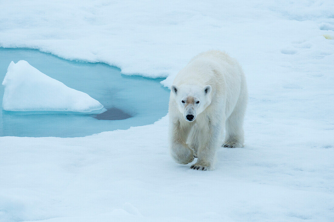 Eisbär (Ursus maritimus) schreitet selbstbewusst auf einer Eisscholle, Hinlopenstraße, Svalbard, Norwegen