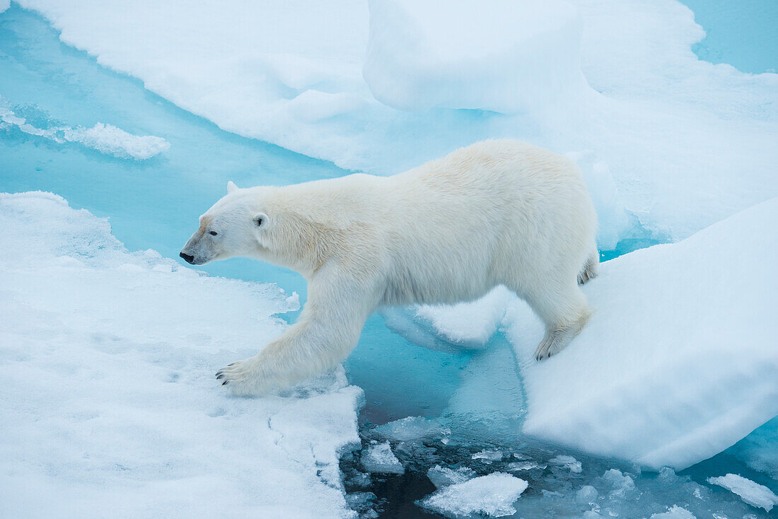Eisbär (Ursus maritimus) geht von einem Stück Treibeis zum anderen, Hinlopenstraße, Svalbard, Norwegen