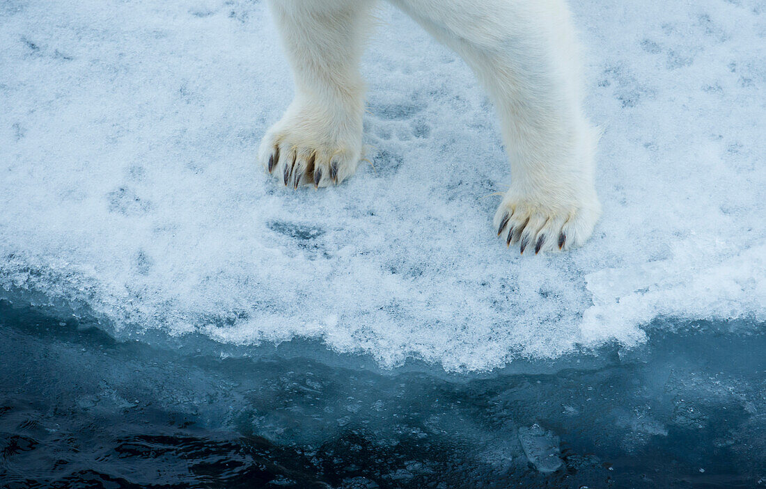 Nahaufnahme von Eisbär (Ursus maritimus) Vorderfüßen und Beinen, stehend am Rande von Treibeis, Hinlopenstraße, Spitzbergen, Norwegen