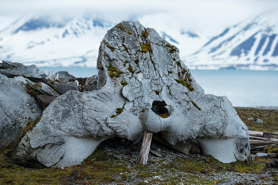 Walknochen, ein Opfer der Waljagd und -verarbeitung, Edgeoya, Svalbard, Norwegen