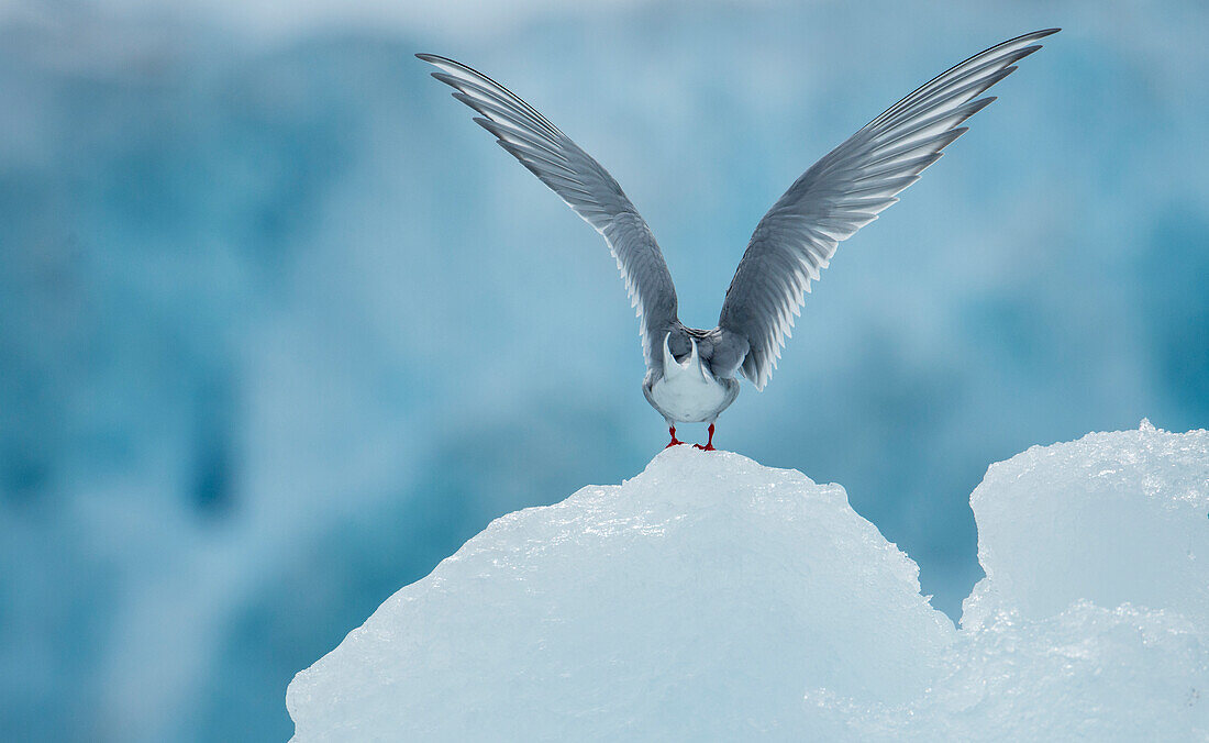 Arctic tern (Sterna paradisaea) on a perch of glacial ice,Spitsbergen,Svalbard,Norway