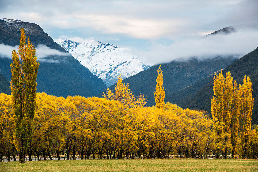 Cottonwoods and willows in autumn in the Matukituki River valley on the South Island of New Zealand,South Island,New Zealand